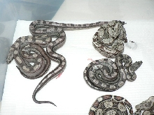2009 Motleybesque het Albino litter #9
