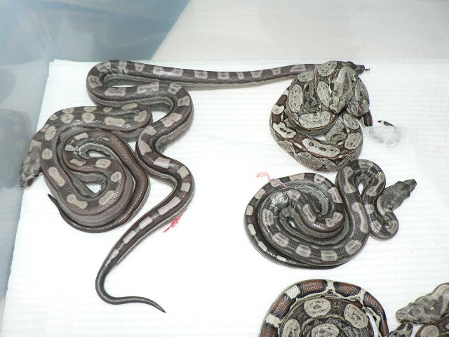 2009 Motleybesque het Albino litter #9