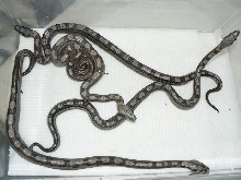 2009 Motleybesque het Albino litter #4