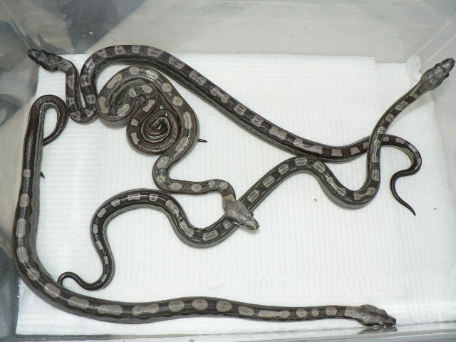 2009 Motleybesque het Albino litter #4