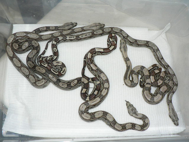 2009 Motleybesque het Albino litter #5