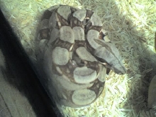 Vincent 4