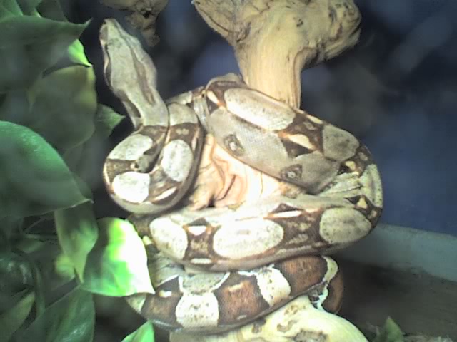 Vincent 5
