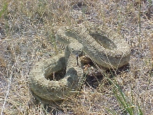 Crotalus v. viridis
