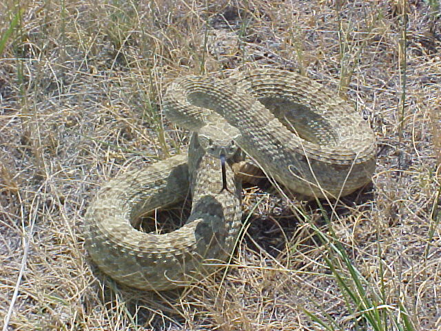Crotalus v. viridis