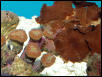 Saltwater - Austin Aquariums