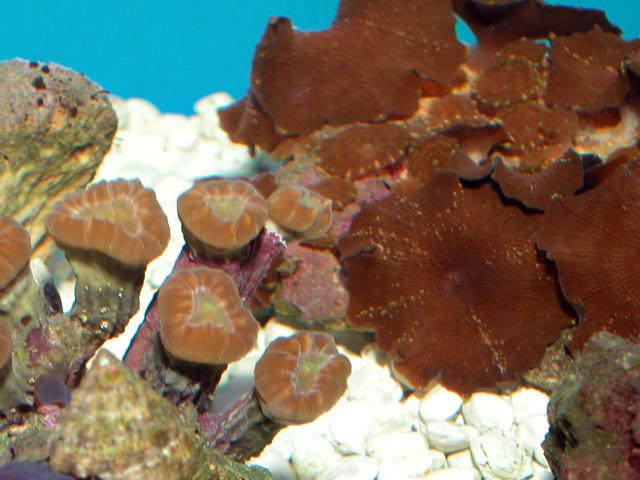 Saltwater - Austin Aquariums