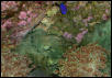 Saltwater Photos
