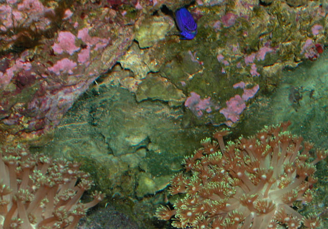 Saltwater Photos