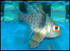 Saltwater - Austin Aquariums