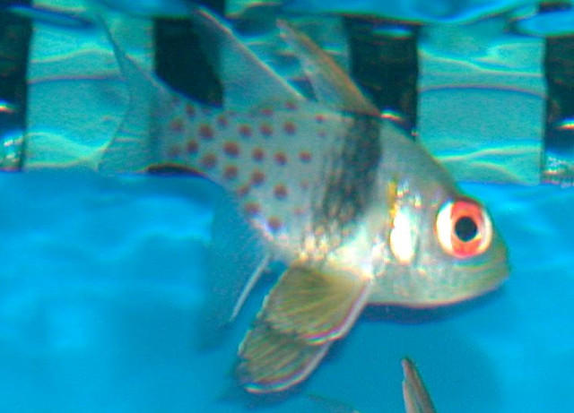 Saltwater - Austin Aquariums