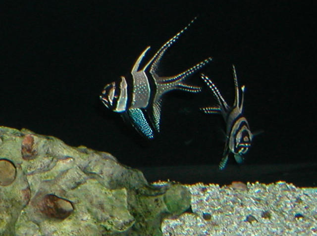 Saltwater Photos