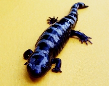 Marbled Salamander