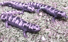Marbled Salamander