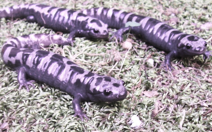 Marbled Salamander