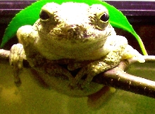 GrayTreeFrog