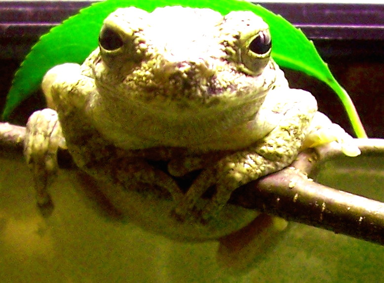GrayTreeFrog