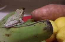 Gray Tree Frog on Fruit