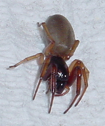 spider in the house