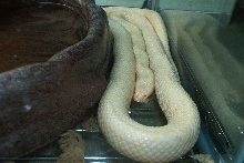 albino speckled kingsnake