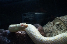 snowflake again