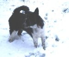 Murphy in the snow