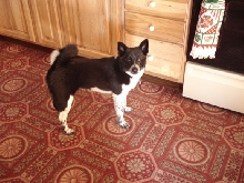 Murphy in kitchen 7 months