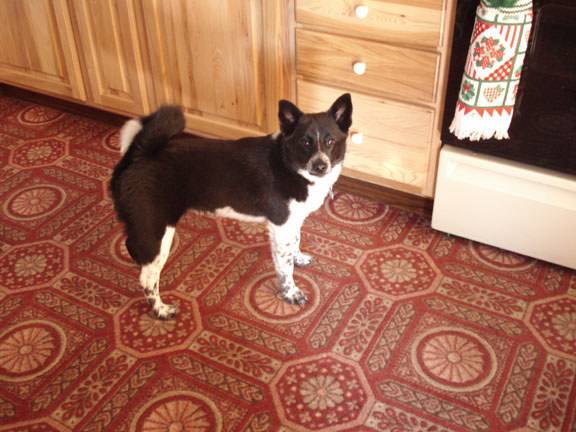 Murphy in kitchen 7 months