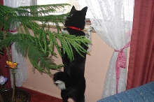 Looking out