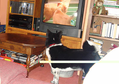 Watching TV