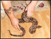 hybrid boa
