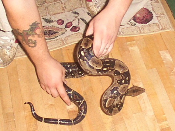 hybrid boa