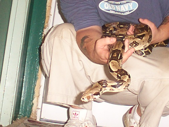 columbian boa