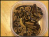 royal python