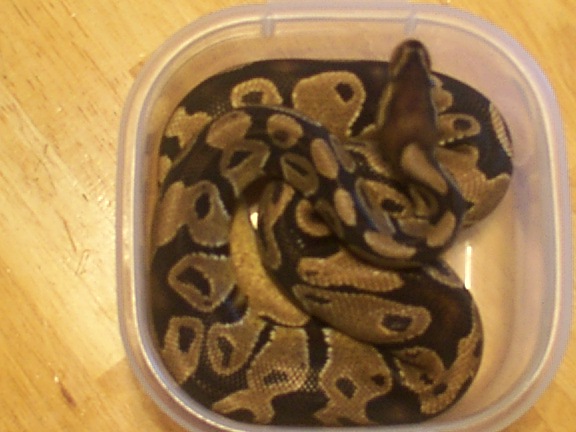 royal python