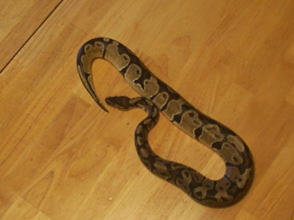 royal python