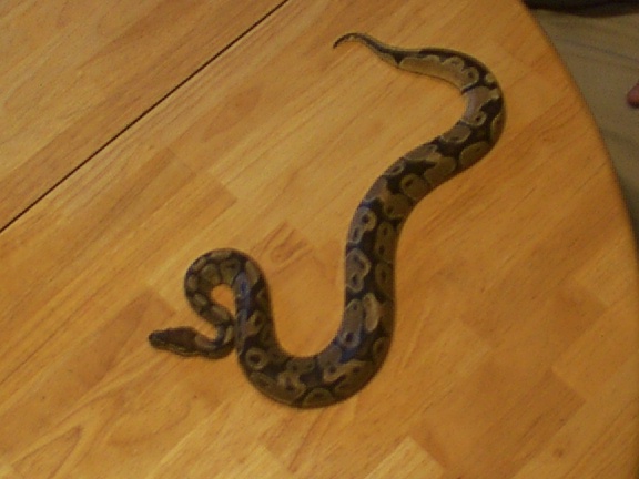 royal python