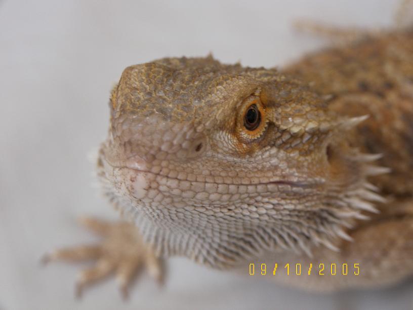 Rusty close up