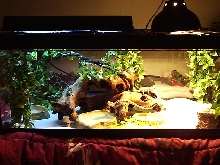 rusty and argyles Habitat