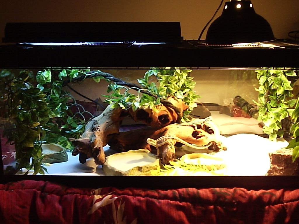 rusty and argyles Habitat