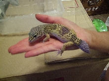 Soleil Growing her tail back