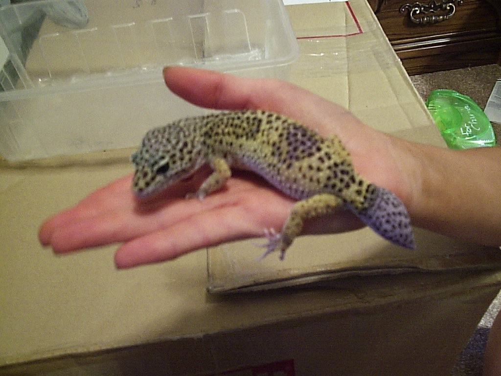 Soleil Growing her tail back
