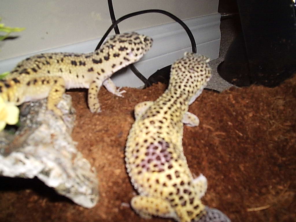 Soleil and Zahi