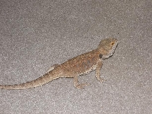 Rusty on Carpet