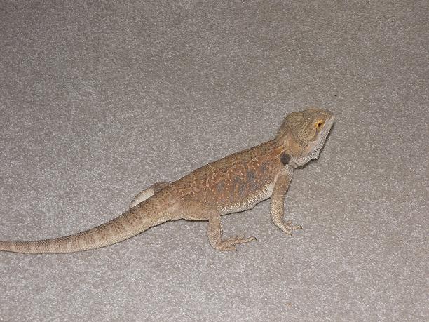 Rusty on Carpet