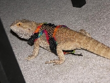 Rusty Harness