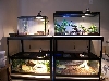 Our tank setup