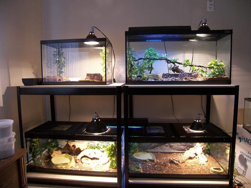 Our tank setup