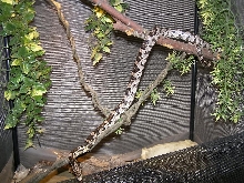 enyobranch