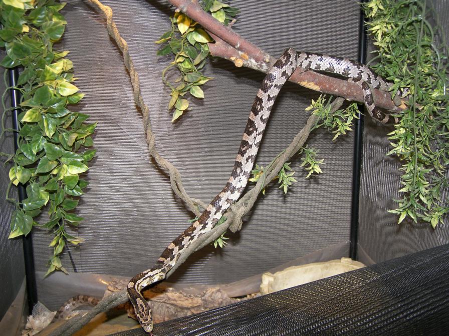 enyobranch